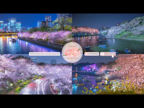 Japanese Sakura Relaxation Photos EP229 | Relaxing Music • 美しいリラックスミュージック • ヨガ瞑想リラクゼーション • 美しい音色 ピアノ